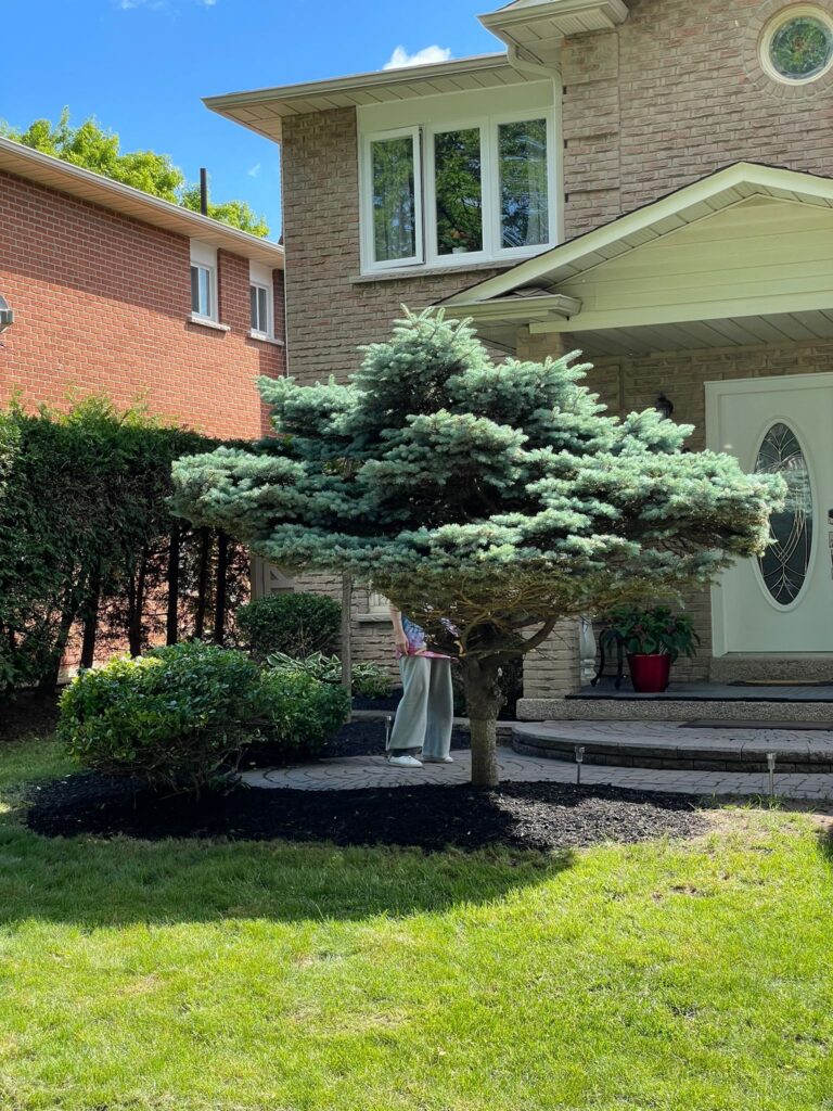 A well-manicured front yard of a suburban home in Ajax, showcasing a beautifully pruned evergreen tree with a flat, layered canopy. The landscaping features neatly arranged mulch, trimmed bushes, and a clean stone walkway leading to the front door.