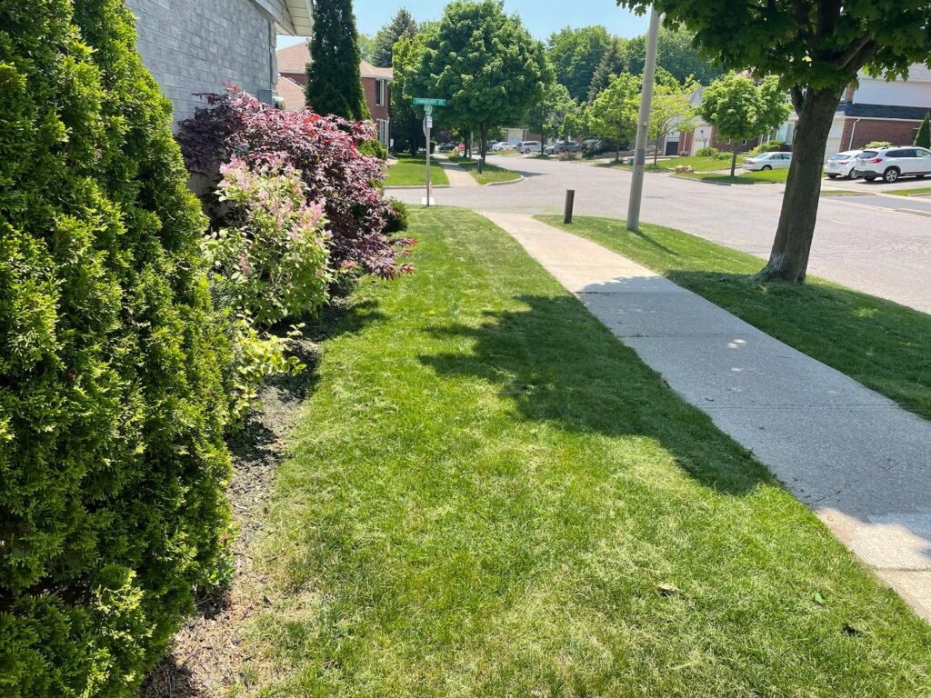 A well-maintained green lawn with neatly trimmed bushes along a sidewalk in a suburban neighborhood.